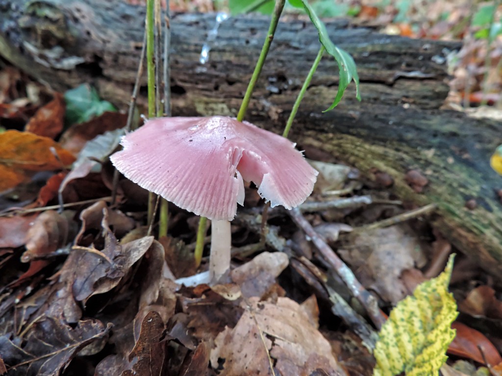 Heksenschermpje [11609] 19-okt-2014 (Bentheimerwald, Bad Bentheim).jpg - Heksenschermpje [Mycena rosea]